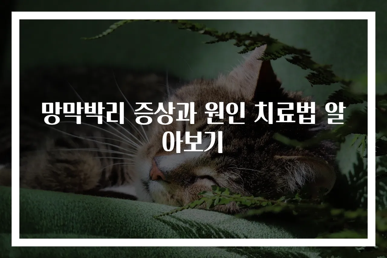 망막박리 증상과 원인 치료법 알아보기