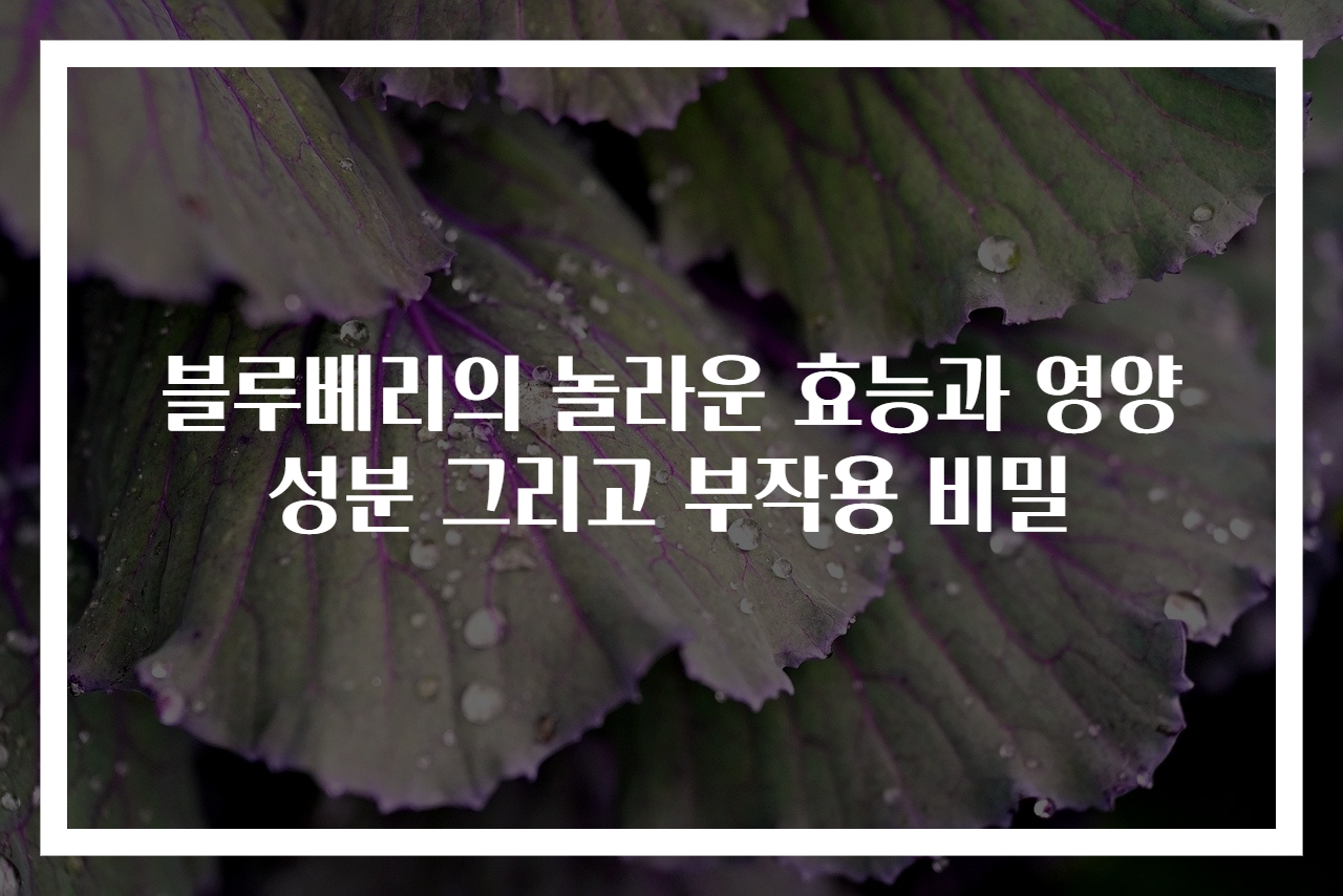 블루베리의 놀라운 효능과 영양성분 그리고 부작용 비밀