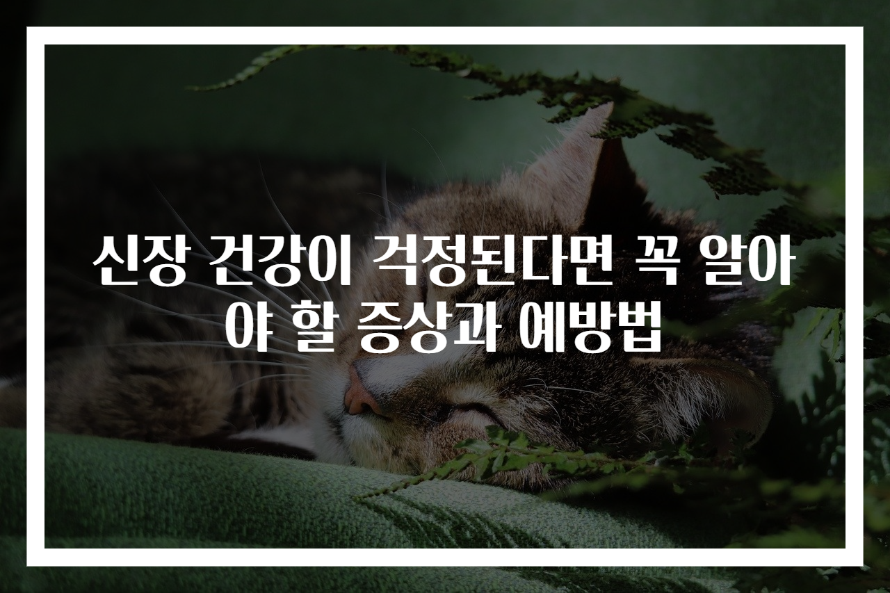 신장 건강이 걱정된다면 꼭 알아야 할 증상과 예방법