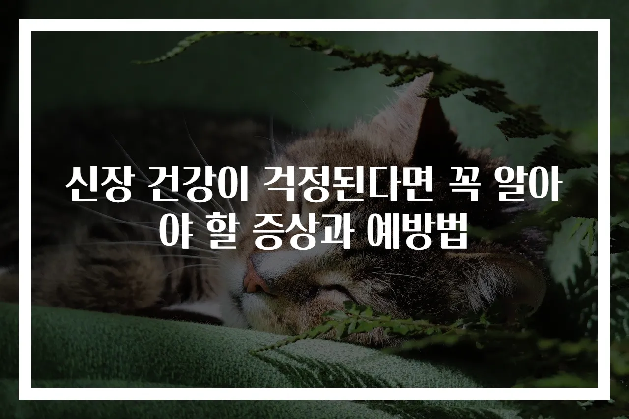 신장 건강이 걱정된다면 꼭 알아야 할 증상과 예방법
