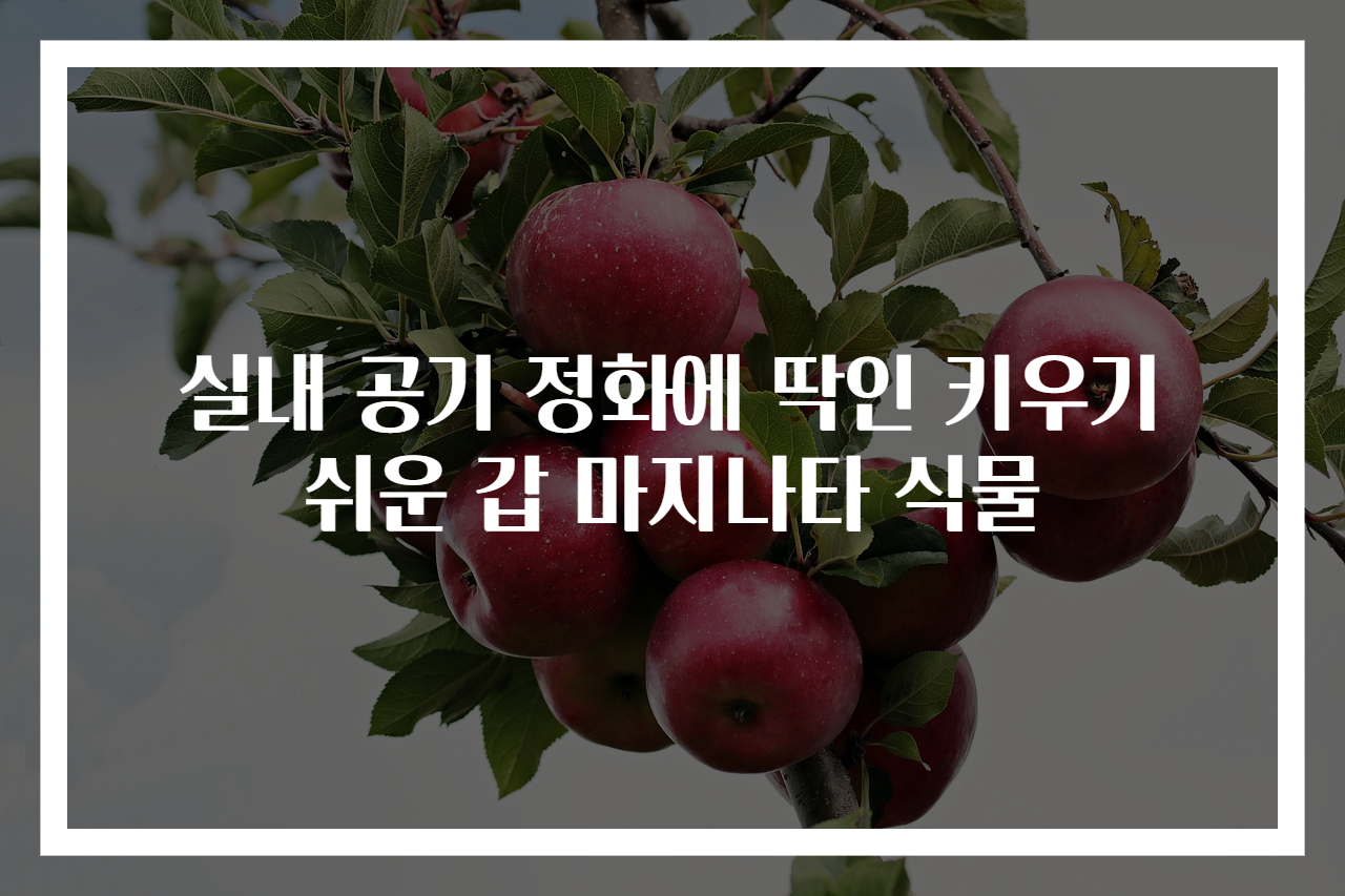 실내 공기 정화에 딱인 키우기 쉬운 갑 마지나타 식물