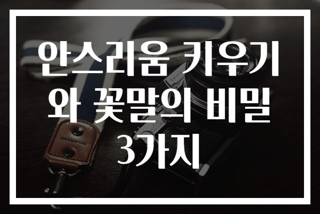 안스리움 키우기와 꽃말의 비밀 3가지