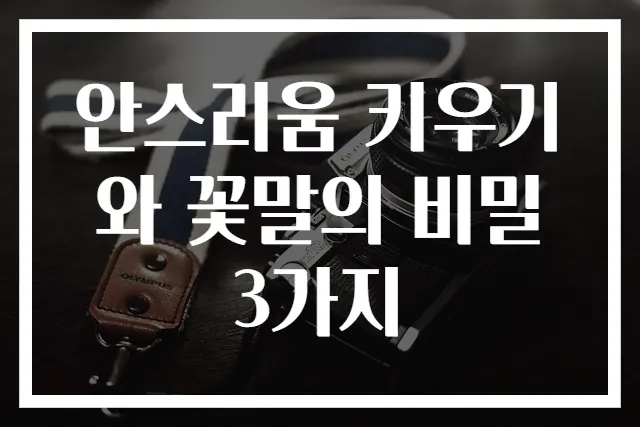 안스리움 키우기와 꽃말의 비밀 3가지