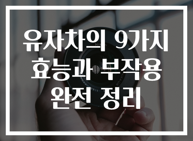 유자차의 9가지 효능과 부작용 완전 정리