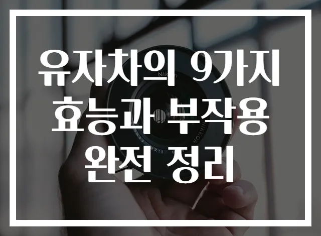 유자차의 9가지 효능과 부작용 완전 정리