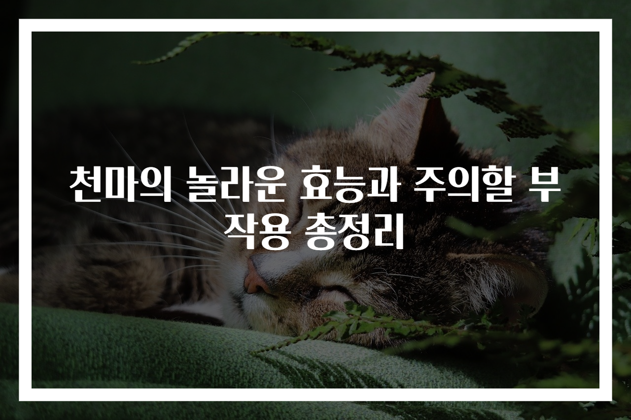 천마의 놀라운 효능과 주의할 부작용 총정리