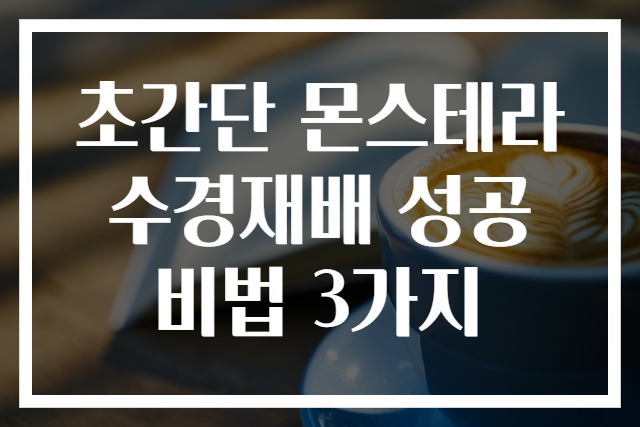 초간단 몬스테라 수경재배 성공 비법 3가지