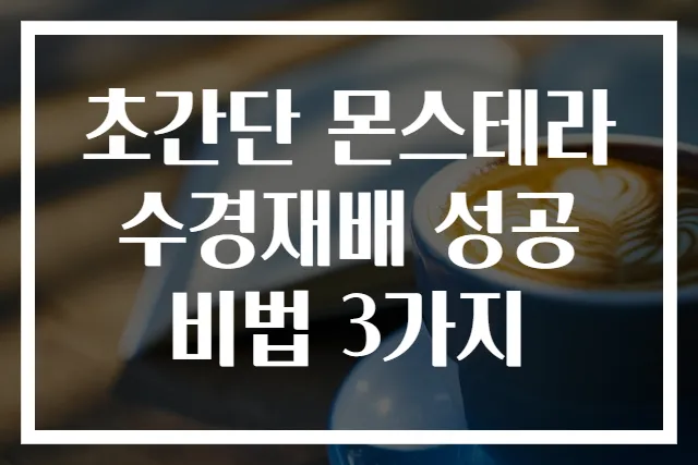 초간단 몬스테라 수경재배 성공 비법 3가지