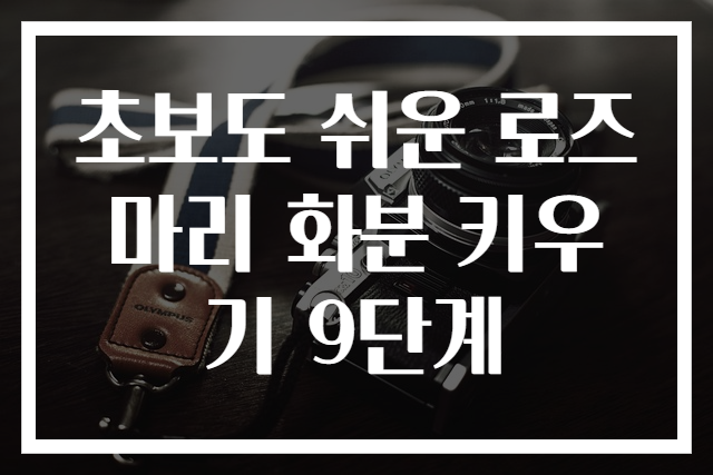 초보도 쉬운 로즈마리 화분 키우기 9단계