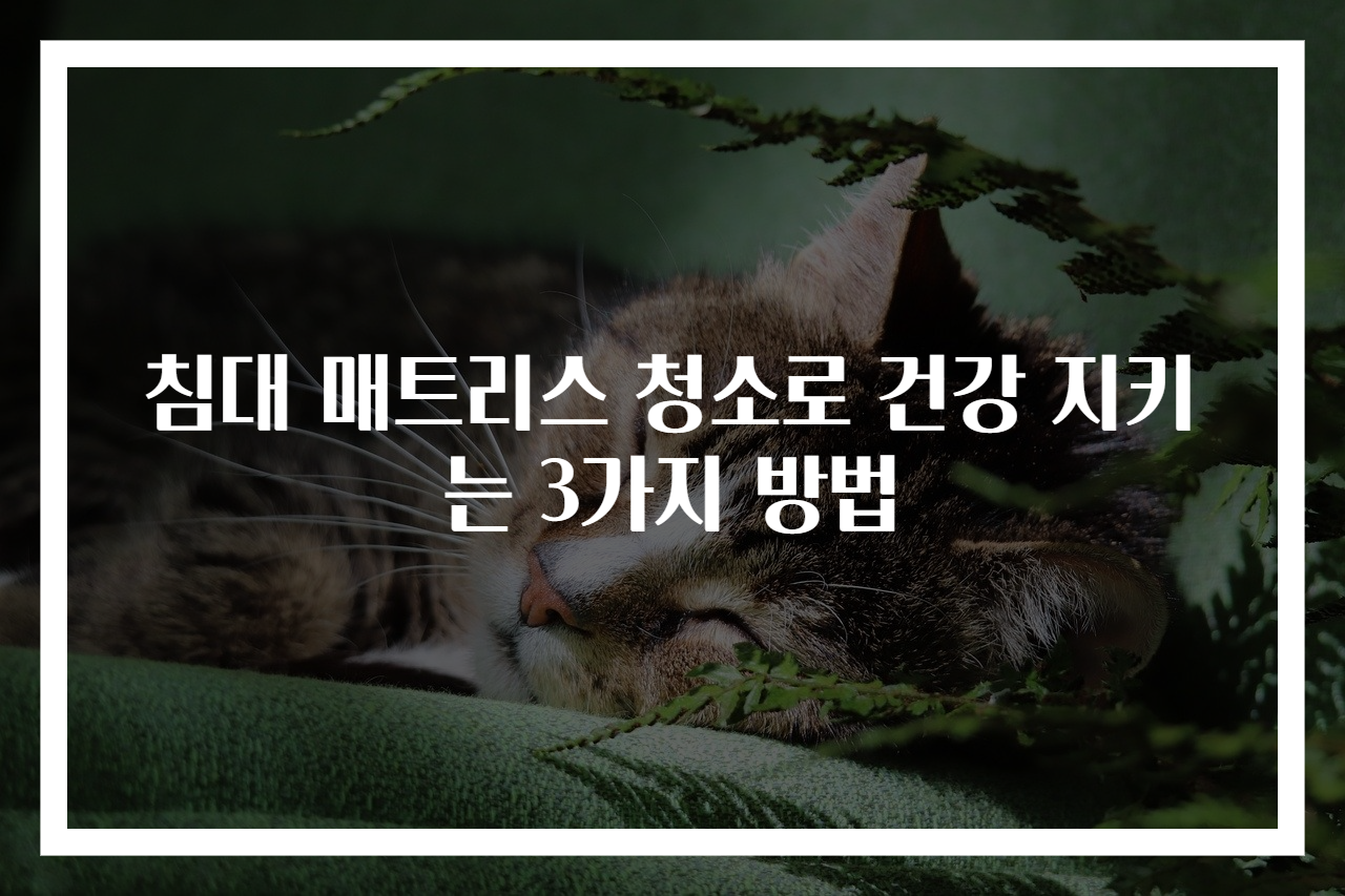침대 매트리스 청소로 건강 지키는 3가지 방법