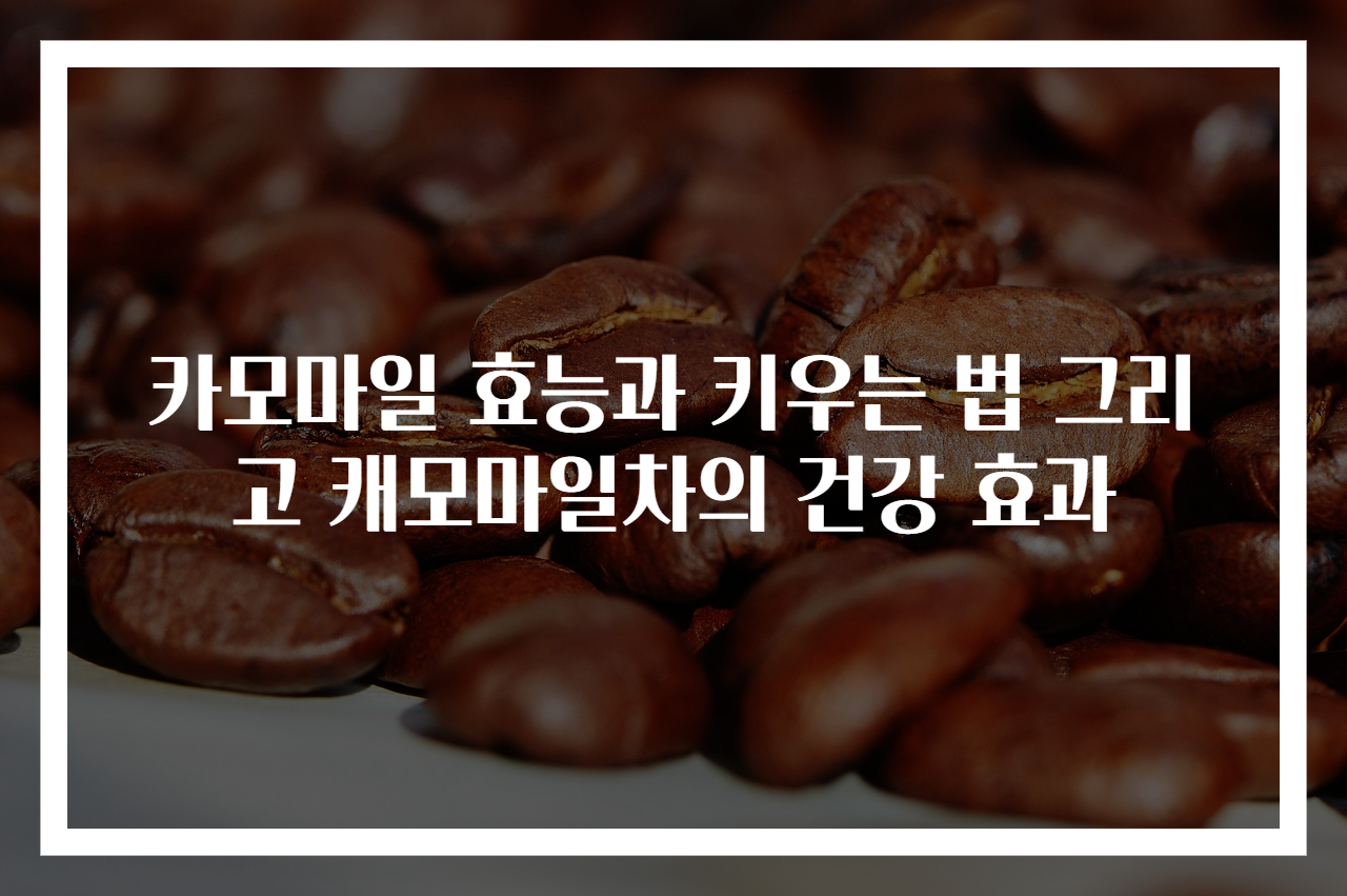카모마일 효능과 키우는 법 그리고 캐모마일차의 건강 효과