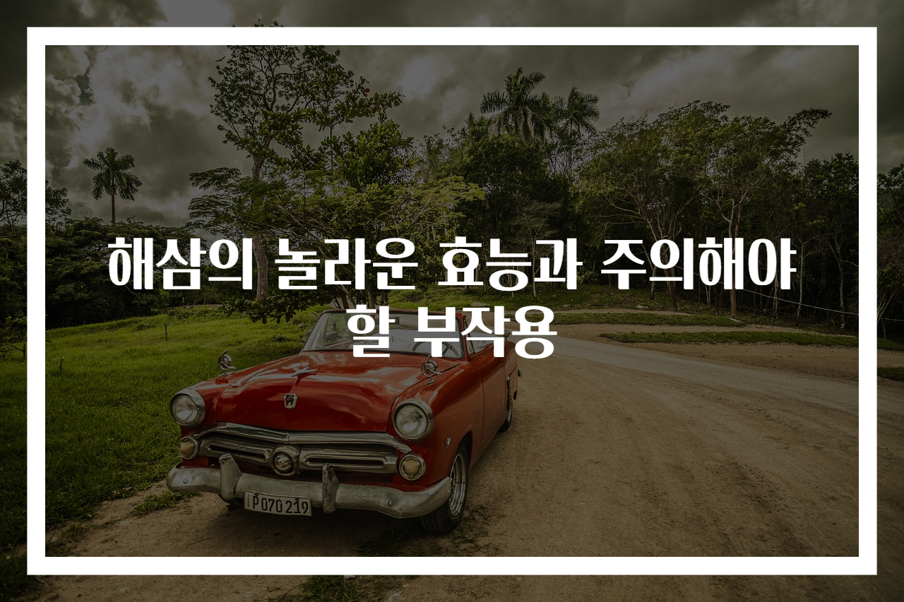 해삼의 놀라운 효능과 주의해야 할 부작용