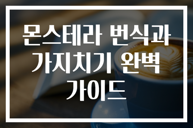 몬스테라 번식과 가지치기 완벽 가이드