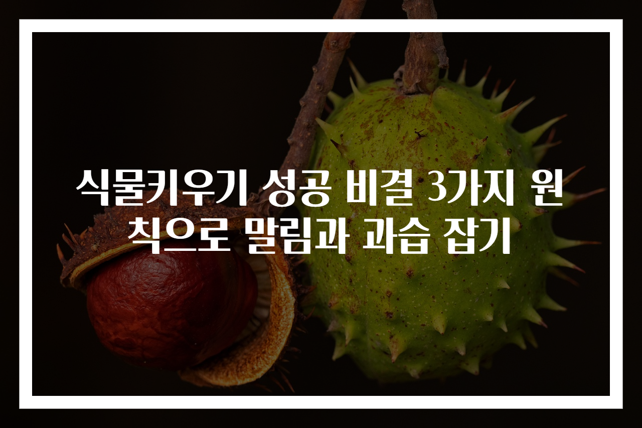 식물키우기 성공 비결 3가지 원칙으로 말림과 과습 잡기