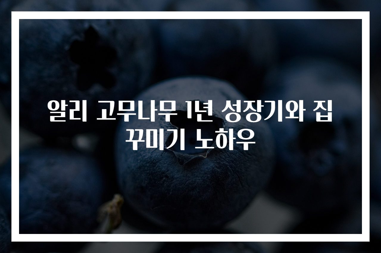 알리 고무나무 1년 성장기와 집 꾸미기 노하우