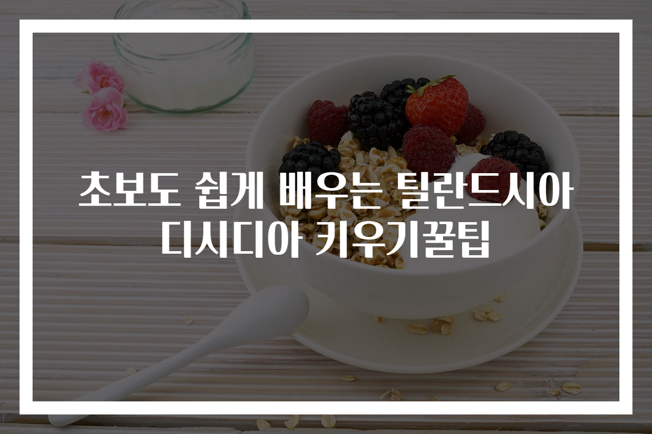 초보도 쉽게 배우는 틸란드시아 디시디아 키우기꿀팁