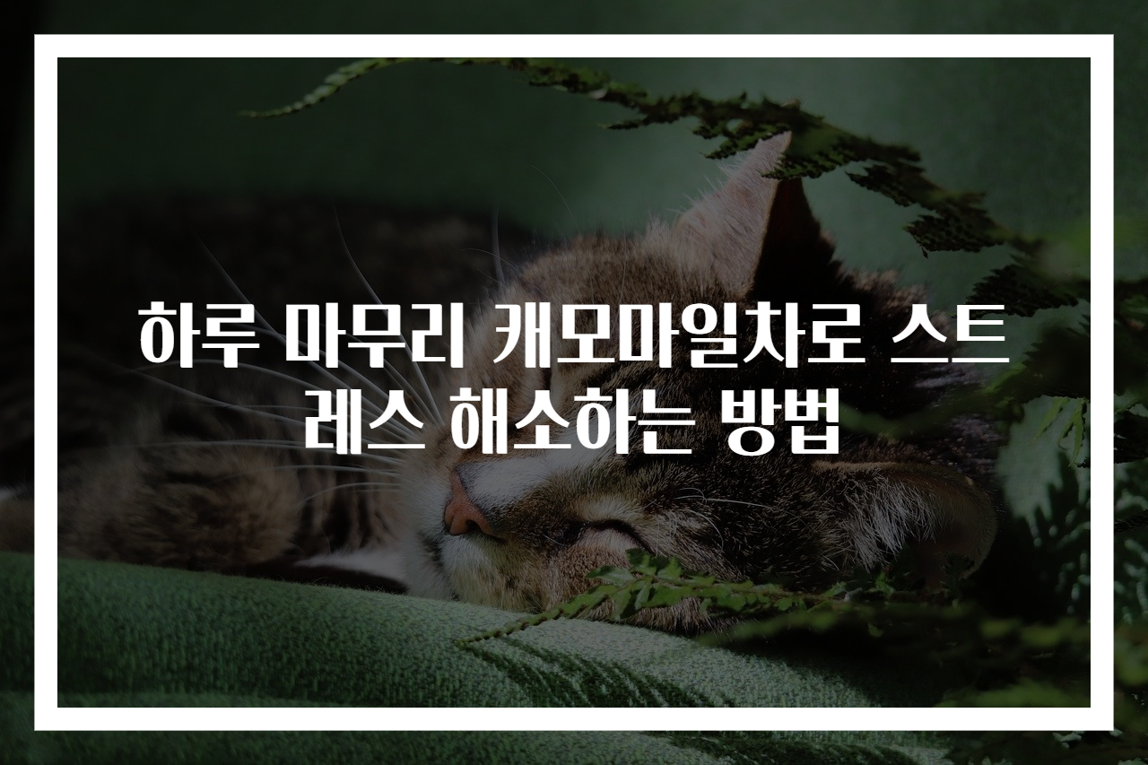 하루 마무리 캐모마일차로 스트레스 해소하는 방법