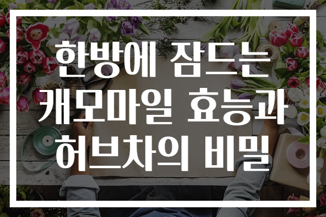 한방에 잠드는 캐모마일 효능과 허브차의 비밀