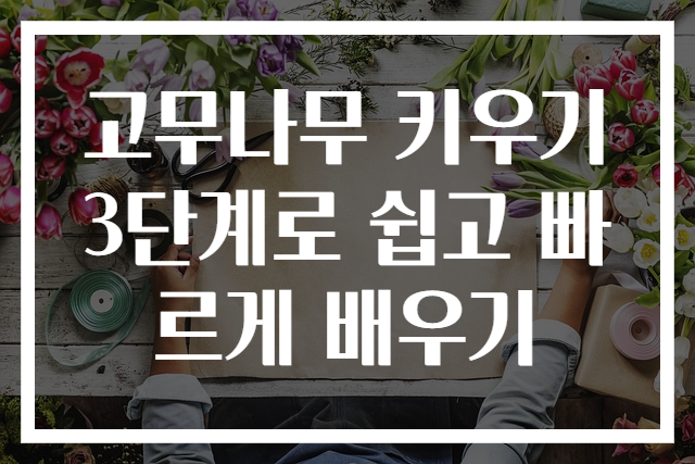 고무나무 키우기 3단계로 쉽고 빠르게 배우기