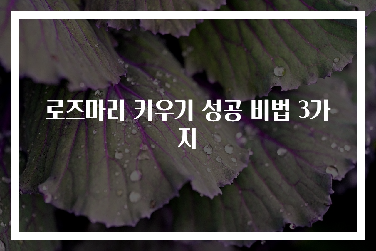 로즈마리 키우기 성공 비법 3가지