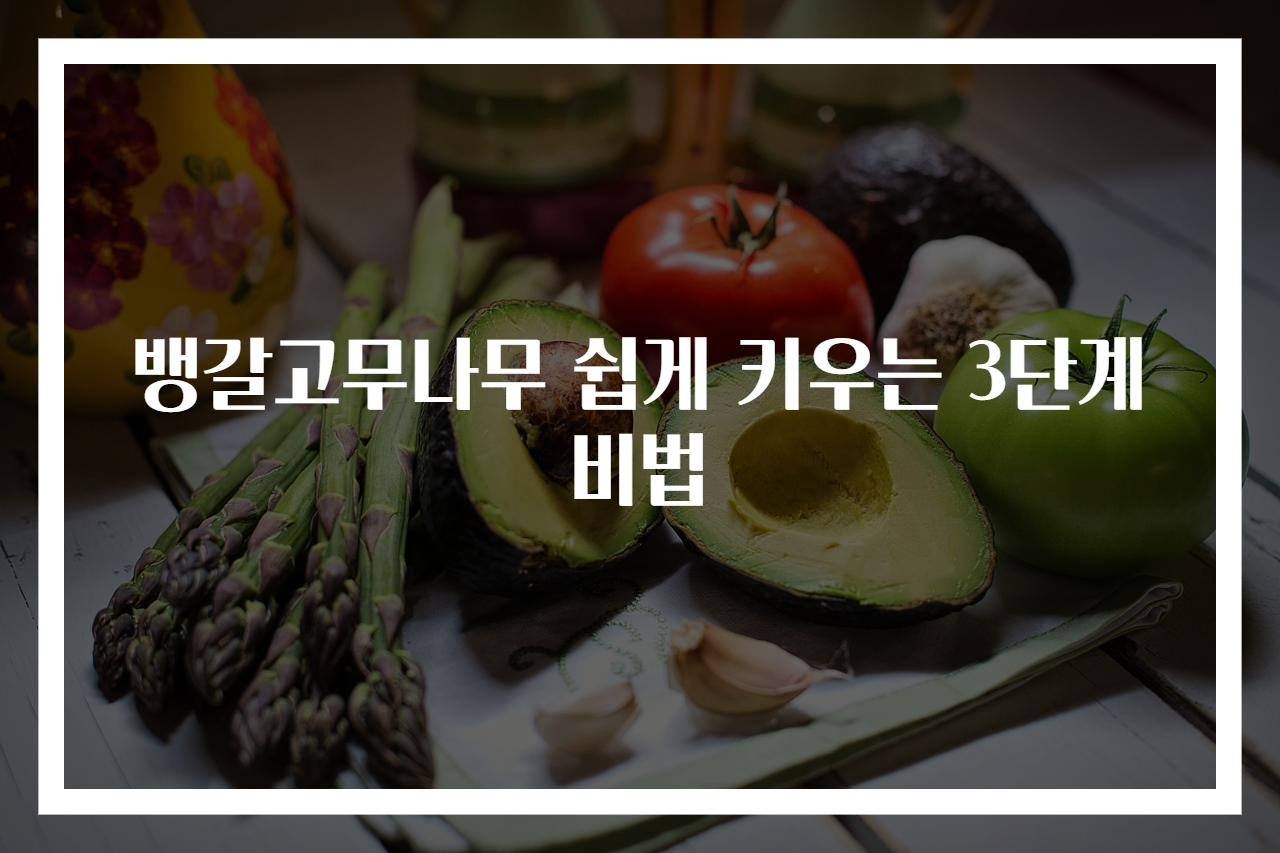 뱅갈고무나무 쉽게 키우는 3단계 비법