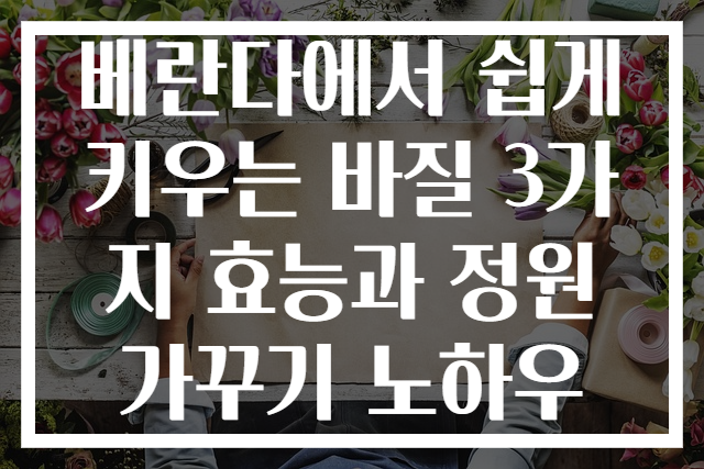 베란다에서 쉽게 키우는 바질 3가지 효능과 정원 가꾸기 노하우