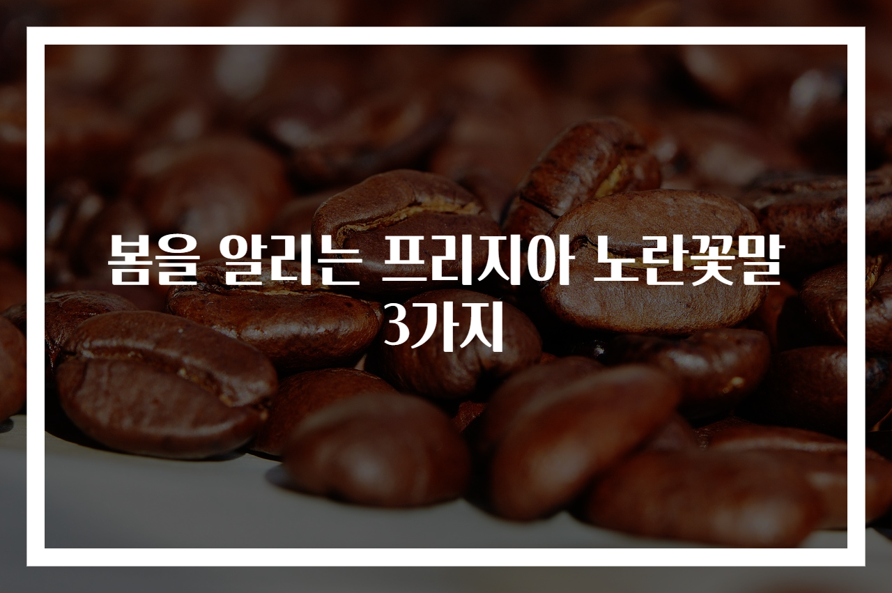 봄을 알리는 프리지아 노란꽃말 3가지