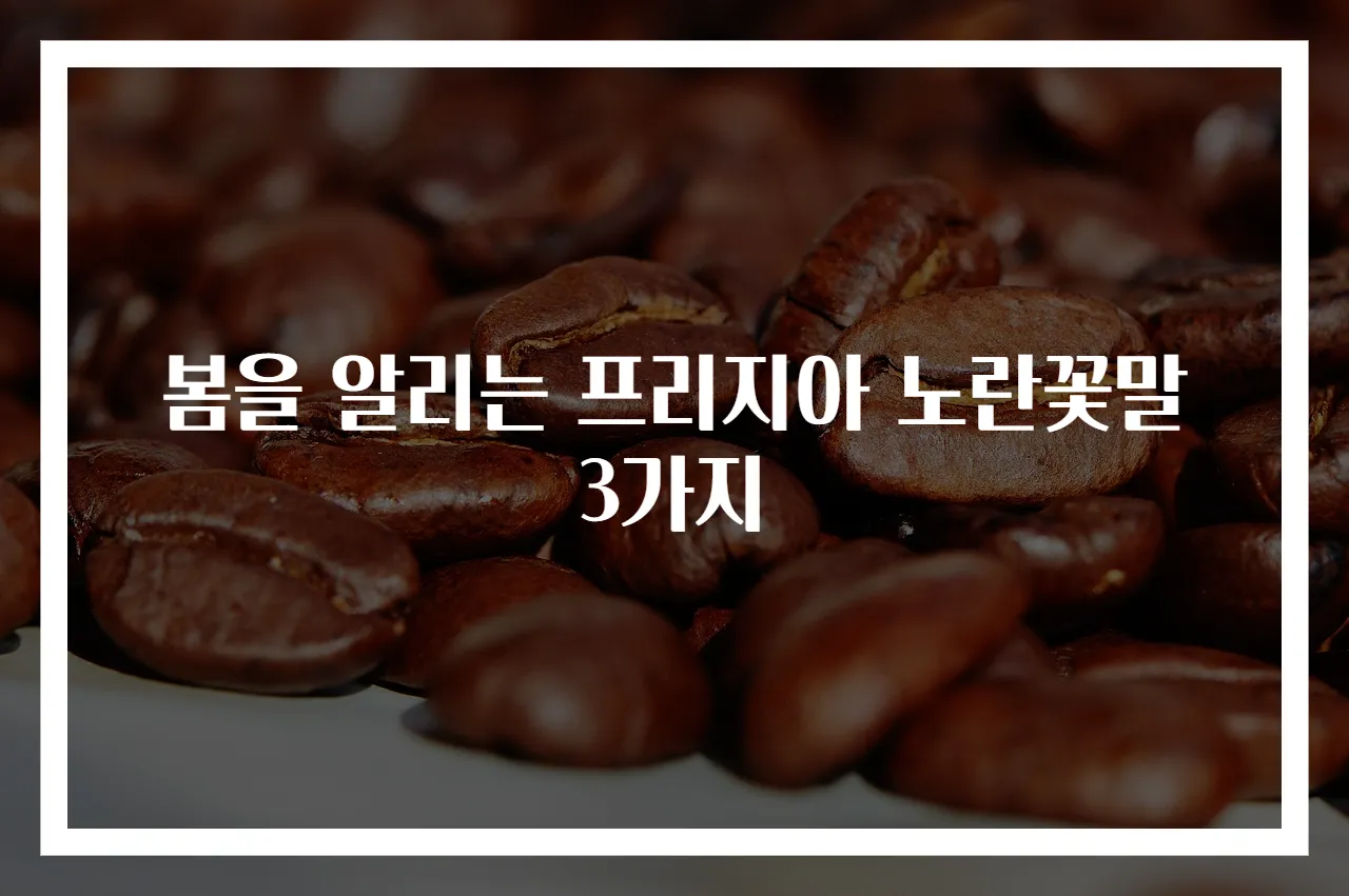 봄을 알리는 프리지아 노란꽃말 3가지
