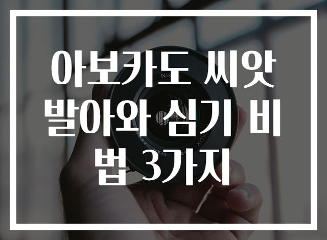 아보카도 씨앗발아와 심기 비법 3가지