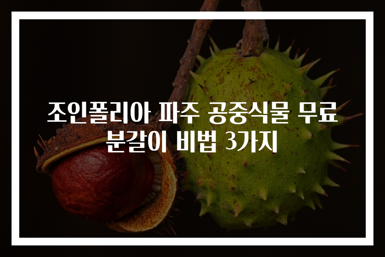 조인폴리아 파주 공중식물 무료 분갈이 비법 3가지