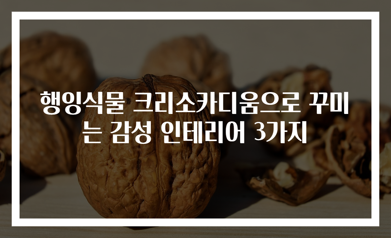 행잉식물 크리소카디움으로 꾸미는 감성 인테리어 3가지