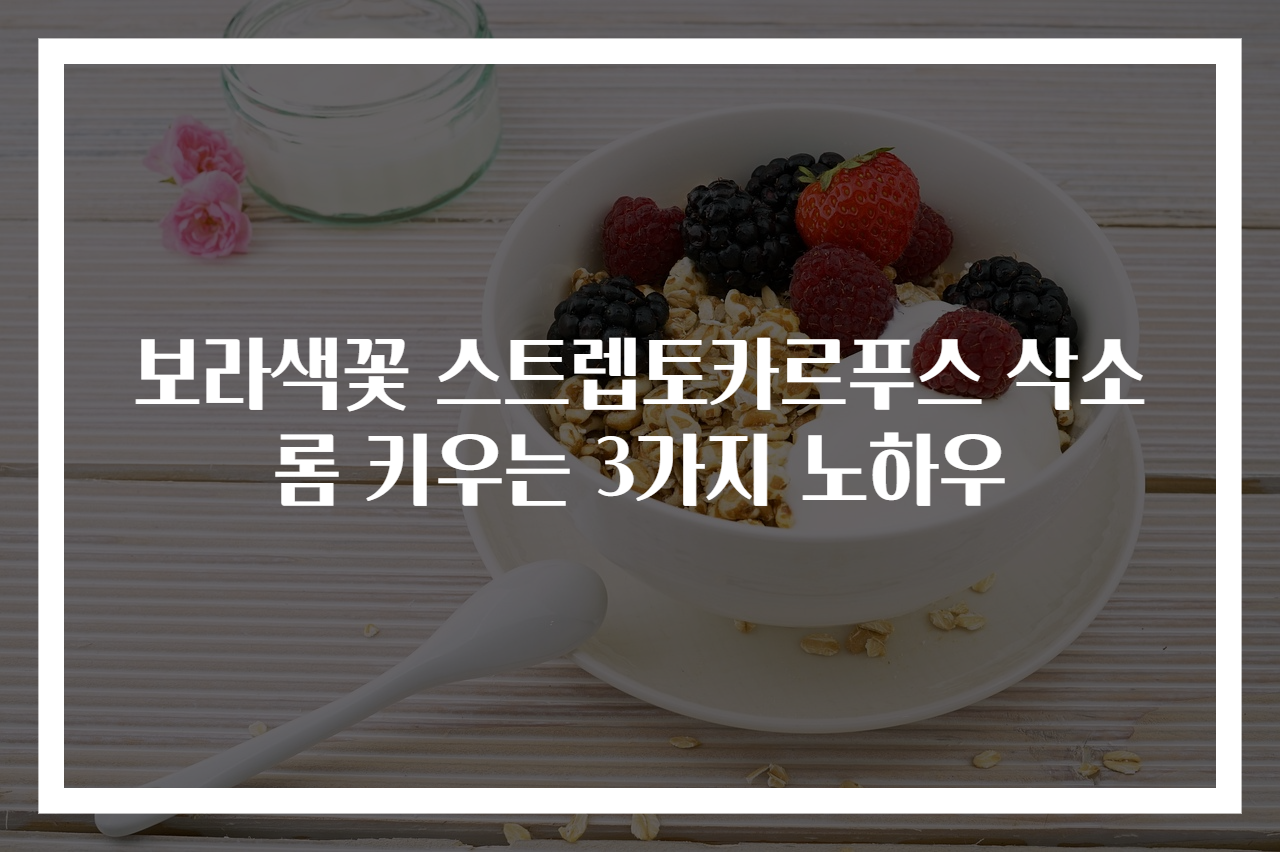 보라색꽃 스트렙토카르푸스 삭소롬 키우는 3가지 노하우