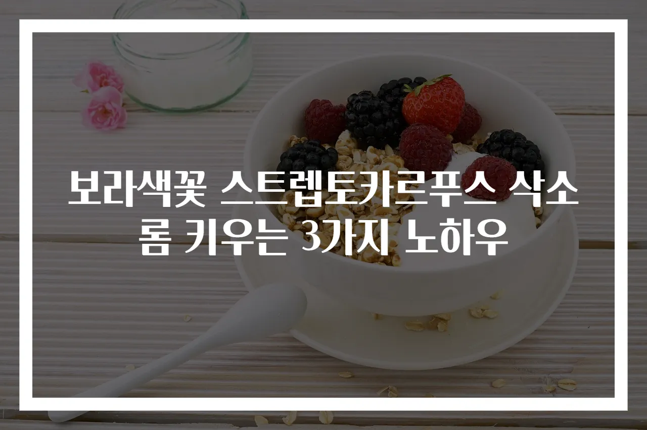 보라색꽃 스트렙토카르푸스 삭소롬 키우는 3가지 노하우