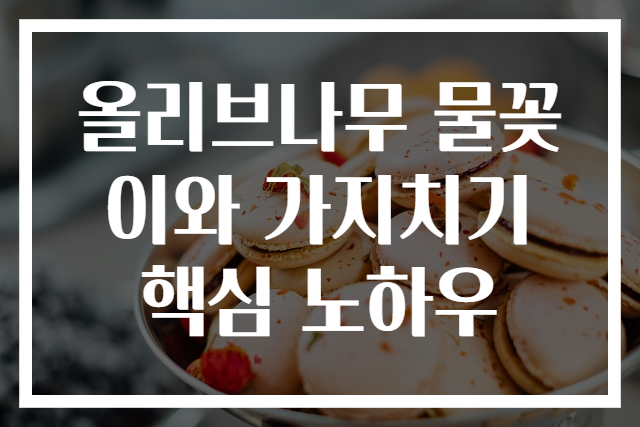 올리브나무 물꽂이와 가지치기 핵심 노하우