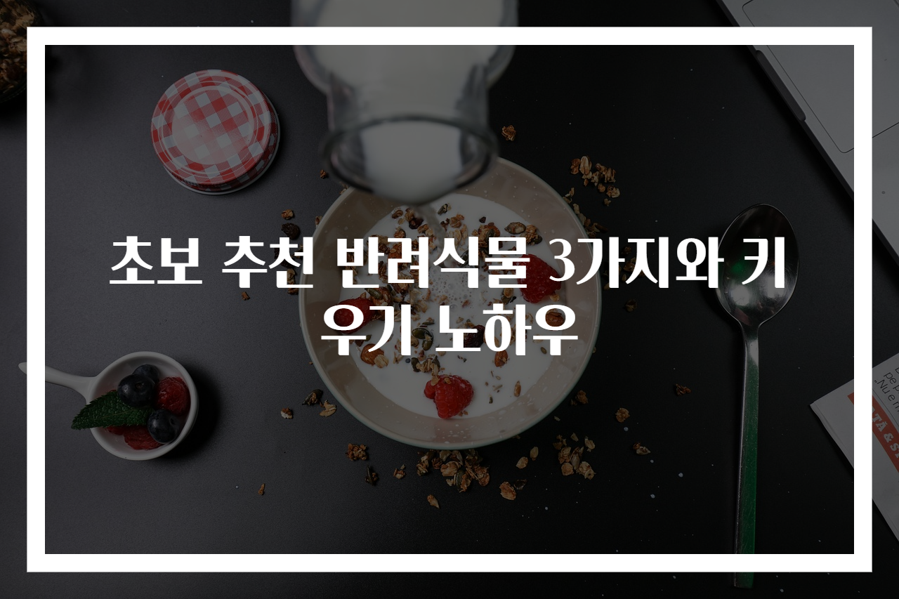 초보 추천 반려식물 3가지와 키우기 노하우