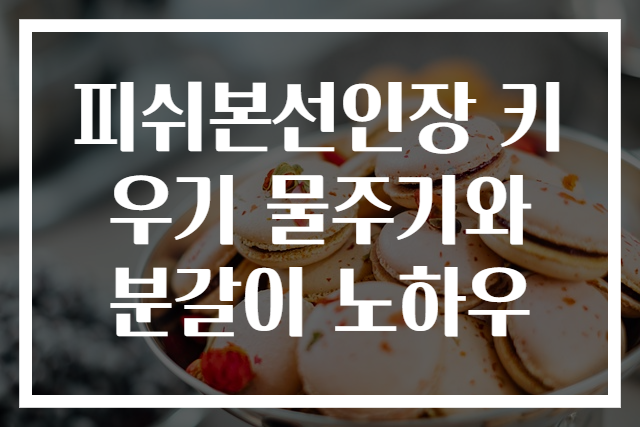 피쉬본선인장 키우기 물주기와 분갈이 노하우